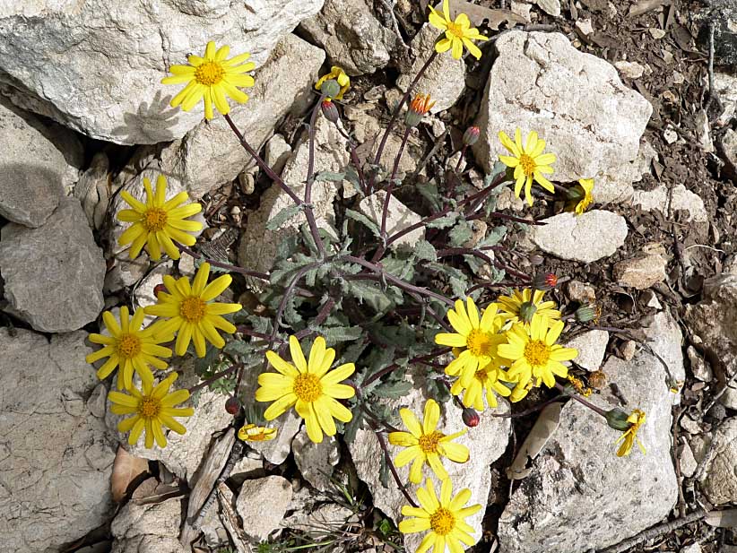 Senecio leucanthemifolius / Senecione costiero